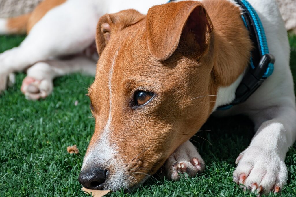 TBI in dogs